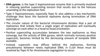 • DNA gyrase, is the type II topoisomerase enzyme that is primarily involved
in relieving positive supercoiling tension that results due to the helicase
unwinding at the replication fork.
• Type II Topoisomerases, especially Topo IV, also address a key mechanistic
challenge that faces the bacterial replisome during termination of DNA
replication.
• The circular nature of the bacterial chromosome dictates that a pair of
replisomes that initiate from a single origin of replication will eventually
converge on each other in a head-to-head orientation.
• Positive supercoiling accumulates between the two replisomes as they
converge, but the activity of DNA gyrase, which normally removes positive
supercoils, becomes limited by the decreasing amount of template DNA
available.
• Instead, supercoils may diffuse behind the replisomes, forming
precatenanes between newly replicated DNA; in E.coli these must be
resolved by Topo IV for chromosome segregation to occur.
 