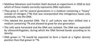 • Matthew Meselson and Franklin Stahl devised an experiment in 1958 to test
which of these models correctly represents DNA replication.
• They grew E. coli for several generations in a medium containing a “heavy”
isotope of nitrogen (15N) that was incorporated into nitrogenous bases and,
eventually, into the DNA.
• This labeled the parental DNA. The E. coli culture was then shifted into a
medium containing 14N and allowed to grow for one generation.
• The cells were harvested and the DNA was isolated. The DNA was separated
by ultracentrifugation, during which the DNA formed bands according to its
density.
• DNA grown in 15N would be expected to form a band at a higher density
position than that grown in 14N.
 