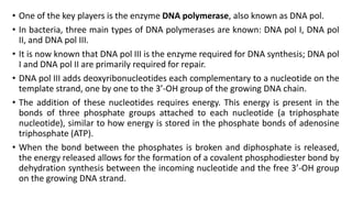 • One of the key players is the enzyme DNA polymerase, also known as DNA pol.
• In bacteria, three main types of DNA polymerases are known: DNA pol I, DNA pol
II, and DNA pol III.
• It is now known that DNA pol III is the enzyme required for DNA synthesis; DNA pol
I and DNA pol II are primarily required for repair.
• DNA pol III adds deoxyribonucleotides each complementary to a nucleotide on the
template strand, one by one to the 3’-OH group of the growing DNA chain.
• The addition of these nucleotides requires energy. This energy is present in the
bonds of three phosphate groups attached to each nucleotide (a triphosphate
nucleotide), similar to how energy is stored in the phosphate bonds of adenosine
triphosphate (ATP).
• When the bond between the phosphates is broken and diphosphate is released,
the energy released allows for the formation of a covalent phosphodiester bond by
dehydration synthesis between the incoming nucleotide and the free 3’-OH group
on the growing DNA strand.
 