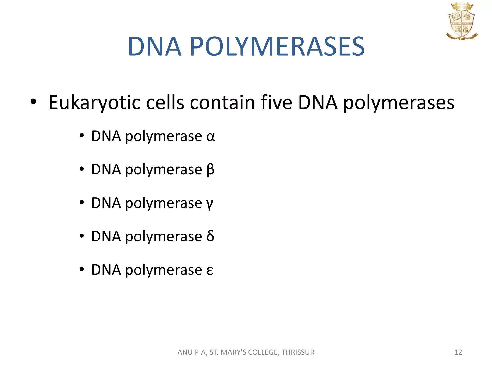 DNA POLYMERASES
• Eukaryotic cells contain five DNA polymerases
• DNA polymerase α
• DNA polymerase β
• DNA polymerase γ
• DNA polymerase δ
• DNA polymerase ε
12ANU P A, ST. MARY'S COLLEGE, THRISSUR
 