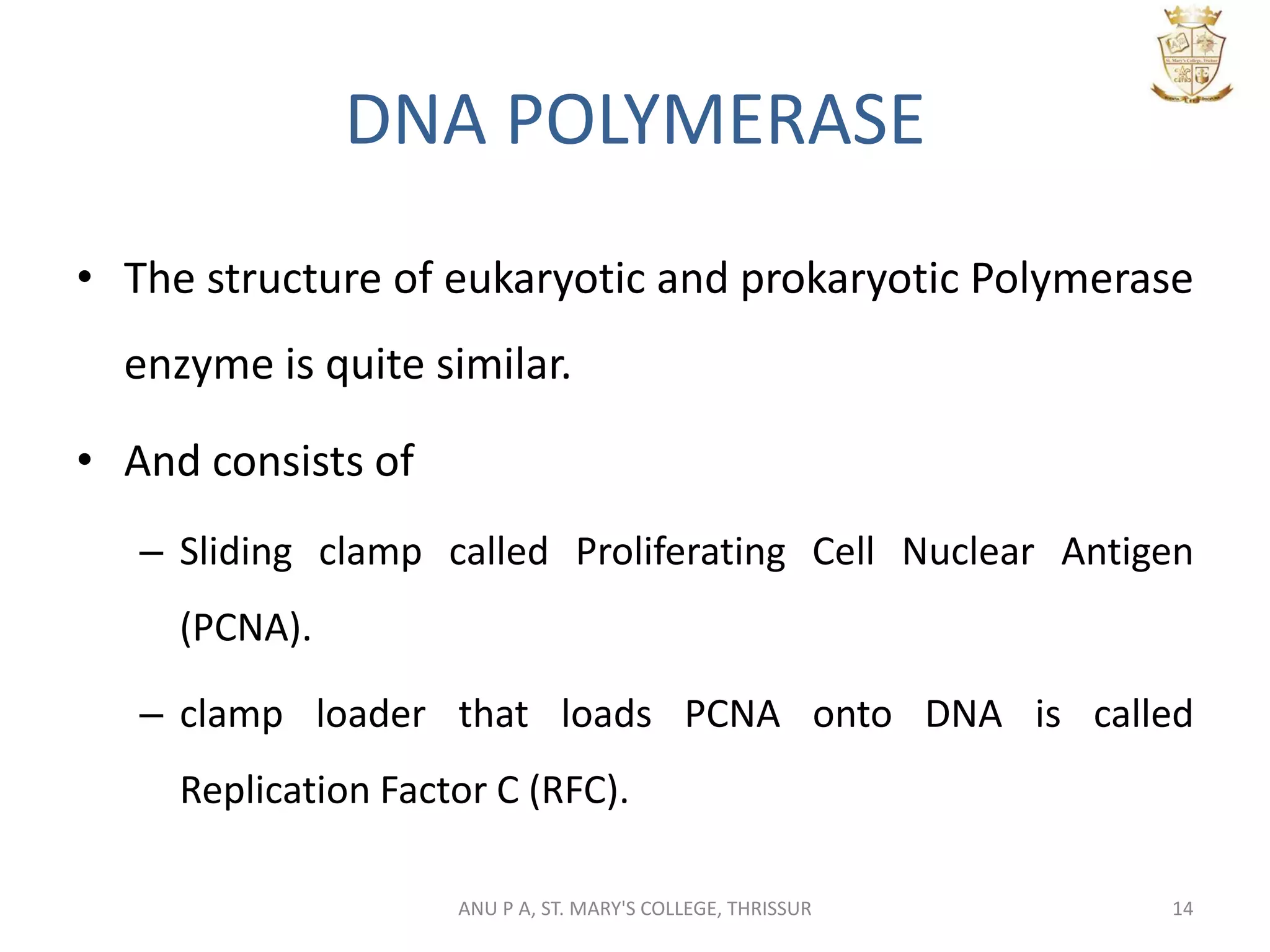 DNA POLYMERASE
• The structure of eukaryotic and prokaryotic Polymerase
enzyme is quite similar.
• And consists of
– Sliding clamp called Proliferating Cell Nuclear Antigen
(PCNA).
– clamp loader that loads PCNA onto DNA is called
Replication Factor C (RFC).
14ANU P A, ST. MARY'S COLLEGE, THRISSUR
 