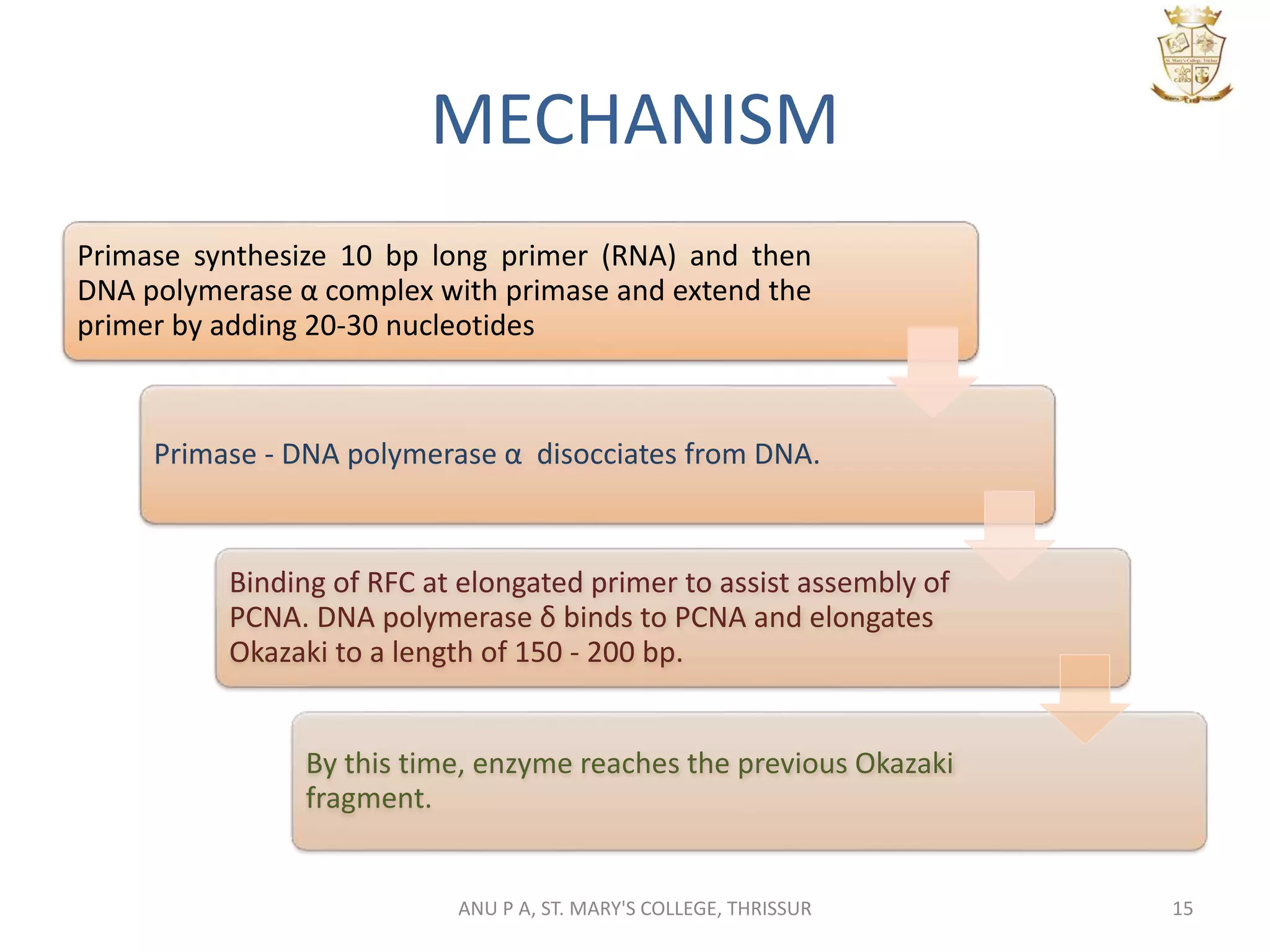 MECHANISM
Primase synthesize 10 bp long primer (RNA) and then
DNA polymerase α complex with primase and extend the
primer by adding 20-30 nucleotides
Primase - DNA polymerase α disocciates from DNA.
Binding of RFC at elongated primer to assist assembly of
PCNA. DNA polymerase δ binds to PCNA and elongates
Okazaki to a length of 150 - 200 bp.
By this time, enzyme reaches the previous Okazaki
fragment.
15ANU P A, ST. MARY'S COLLEGE, THRISSUR
 