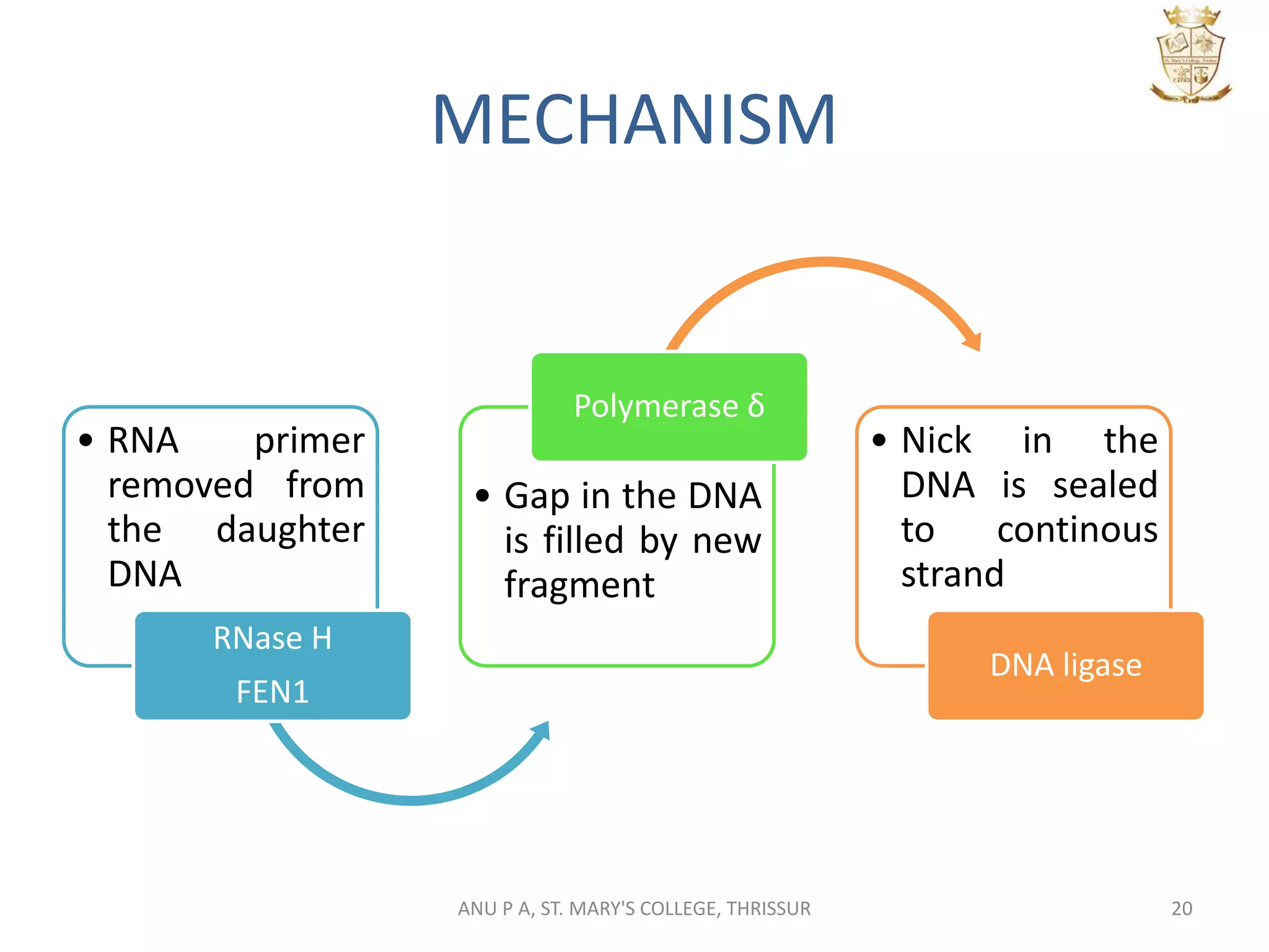 MECHANISM
• RNA primer
removed from
the daughter
DNA
RNase H
FEN1
• Gap in the DNA
is filled by new
fragment
Polymerase δ
• Nick in the
DNA is sealed
to continous
strand
DNA ligase
20ANU P A, ST. MARY'S COLLEGE, THRISSUR
 