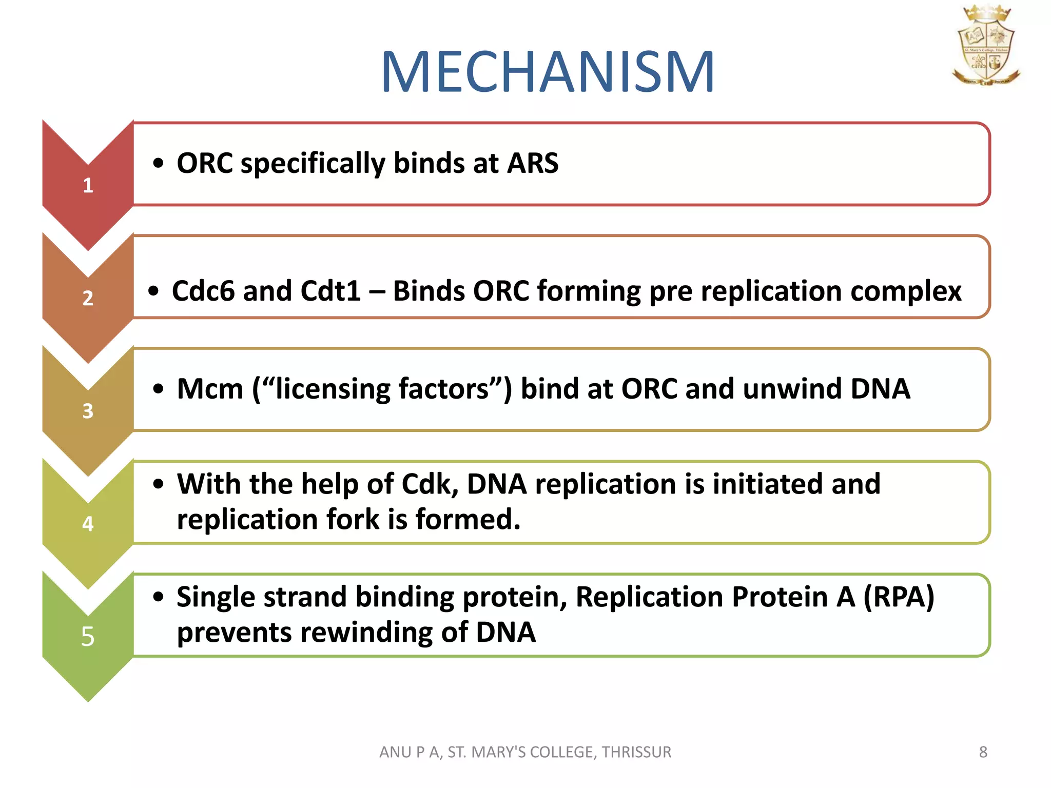 1
• ORC specifically binds at ARS
2 • Cdc6 and Cdt1 – Binds ORC forming pre replication complex
3
• Mcm (“licensing factors”) bind at ORC and unwind DNA
4
• With the help of Cdk, DNA replication is initiated and
replication fork is formed.
5
• Single strand binding protein, Replication Protein A (RPA)
prevents rewinding of DNA
8
MECHANISM
ANU P A, ST. MARY'S COLLEGE, THRISSUR
 