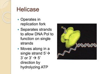 Helicase
 Operates in
replication fork
 Separates strands
to allow DNA Pol to
function on single
strands
 Moves along in a
single strand 5’
3’ or 3’  5’
direction by
hydrolyzing ATP
 