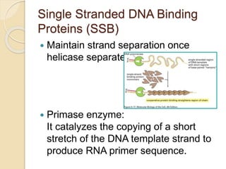 Single Stranded DNA Binding
Proteins (SSB)
 Maintain strand separation once
helicase separates strands.
 Primase enzyme:
It catalyzes the copying of a short
stretch of the DNA template strand to
produce RNA primer sequence.
 