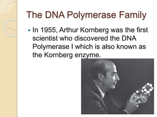 The DNA Polymerase Family
 In 1955, Arthur Kornberg was the first
scientist who discovered the DNA
Polymerase I which is also known as
the Kornberg enzyme.
 