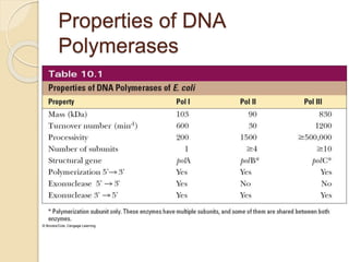 Properties of DNA
Polymerases
 