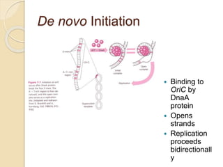 De novo Initiation
 Binding to
OriC by
DnaA
protein
 Opens
strands
 Replication
proceeds
bidirectionall
y
 