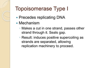 Topoisomerase Type I
 Precedes replicating DNA
 Mechanism
◦ Makes a cut in one strand, passes other
strand through it. Seals gap.
◦ Result: induces positive supercoiling as
strands are separated, allowing
replication machinery to proceed.
 