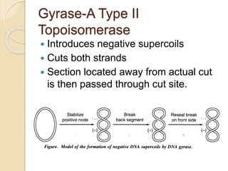 Gyrase-A Type II
Topoisomerase
 Introduces negative supercoils
 Cuts both strands
 Section located away from actual cut
is then passed through cut site.
 