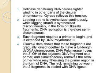 1. Helicase denaturing DNA causes tighter
winding in other parts of the circular
chromosome. Gyrase relieves this tension.
2. Leading strand is synthesized continuously,
while lagging strand is synthesized
discontinuously, in the form of Okazaki
fragments. DNA replication is therefore semi-
discontinuous.
3. Each fragment requires a primer to begin, and
is extended by DNA Polymerase III.
4. Okazaki data shows that these fragments are
gradually joined together to make a full-length
dsDNA chromosome. DNA Polymerase I uses
the 3’-OH of the adjacent DNA fragment as a
primer, and simultaneously removes the RNA
primer while resynthesizing the primer region in
the form of DNA. The nick remaining between
the 2 fragments is sealed with DNA ligase.
 