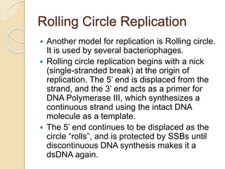 Rolling Circle Replication
 Another model for replication is Rolling circle.
It is used by several bacteriophages.
 Rolling circle replication begins with a nick
(single-stranded break) at the origin of
replication. The 5’ end is displaced from the
strand, and the 3’ end acts as a primer for
DNA Polymerase III, which synthesizes a
continuous strand using the intact DNA
molecule as a template.
 The 5’ end continues to be displaced as the
circle “rolls”, and is protected by SSBs until
discontinuous DNA synthesis makes it a
dsDNA again.
 