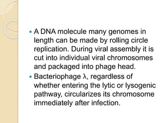  A DNA molecule many genomes in
length can be made by rolling circle
replication. During viral assembly it is
cut into individual viral chromosomes
and packaged into phage head.
 Bacteriophage λ, regardless of
whether entering the lytic or lysogenic
pathway, circularizes its chromosome
immediately after infection.
 