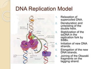 DNA Replication Model
1. Relaxation of
supercoiled DNA.
2. Denaturation and
untwisting of the
double helix.
3. Stabilization of the
ssDNA in the
replication fork by
SSBs.
4. Initiation of new DNA
strands.
5. Elongation of the new
DNA strands.
6. Joining of the Okazaki
fragments on the
lagging strand.
 