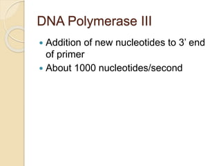 DNA Polymerase III
 Addition of new nucleotides to 3’ end
of primer
 About 1000 nucleotides/second
 