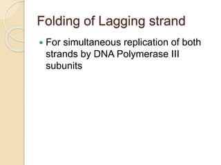 Folding of Lagging strand
 For simultaneous replication of both
strands by DNA Polymerase III
subunits
 