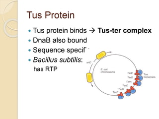Tus Protein
 Tus protein binds  Tus-ter complex
 DnaB also bound
 Sequence specific
 Bacillus subtilis:
has RTP
 