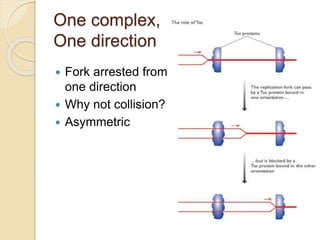 One complex,
One direction
 Fork arrested from
one direction
 Why not collision?
 Asymmetric
 