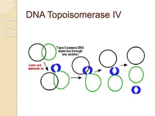 DNA Topoisomerase IV
 