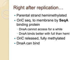 Right after replication…
 Parental strand hemimethylated
 OriC seq. to membrane by SeqA
binding protein
◦ DnaA cannot access for a while
◦ DnaA binds better with full than hemi
 OriC released, fully methylated
 DnaA can bind
 