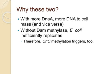 Why these two?
 With more DnaA, more DNA to cell
mass (and vice versa).
 Without Dam methylase, E. coli
inefficiently replicates
◦ Therefore, OriC methylation triggers, too.
 