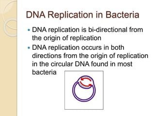 DNA Replication in Bacteria
 DNA replication is bi-directional from
the origin of replication
 DNA replication occurs in both
directions from the origin of replication
in the circular DNA found in most
bacteria
 