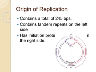 Origin of Replication
 Contains a total of 245 bps.
 Contains tandem repeats on the left
side
 Has initiation protein binding sites on
the right side.
 