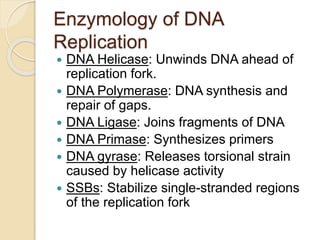 Enzymology of DNA
Replication
 DNA Helicase: Unwinds DNA ahead of
replication fork.
 DNA Polymerase: DNA synthesis and
repair of gaps.
 DNA Ligase: Joins fragments of DNA
 DNA Primase: Synthesizes primers
 DNA gyrase: Releases torsional strain
caused by helicase activity
 SSBs: Stabilize single-stranded regions
of the replication fork
 