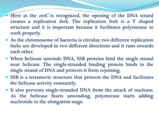  Here as the oriC is recognized, the opening of the DNA strand
creates a replication fork. The replication fork is a Y shaped
structure and it is important because it facilitates polymerase to
work properly.
 As the chromosome of bacteria is circular, two different replication
forks are developed in two different directions and it runs towards
each other.
 When helicase unwinds DNA, SSB proteins bind the single strand
near helicase. The single-stranded binding protein binds to the
single strand of DNA and protects it from rejoining.
 SSB is a tetrameric structure that protects the DNA and facilitates
the helicase activity constantly.
 It also prevents single-stranded DNA from the attack of nuclease.
As the helicase Starts unwinding, polymerase starts adding
nucleotide in the elongation stage.
 