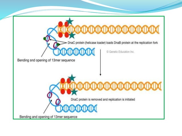 Replication in prokaryotes | PPT