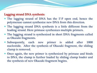Lagging strand DNA synthesis:
 The lagging strand of DNA has the 5’-P open end, hence the
polymerase cannot synthesize new DNA from this direction.
 The lagging strand DNA synthesis is a little different from the
leading strand. Here primase synthesizes multiple primers.
 The lagging strand is synthesized in short DNA fragments called
as Okazaki fragments.
 Subsequently, each new primer is added after 1000
nucleotide. After the synthesis of Okazaki fragment, the sliding
clamp is removed.
 Once again, the new primer is synthesized by primase and binds
to DNA, the clamp is further loaded by sliding clamp loader and
the synthesis of new Okazaki fragment begins.
 