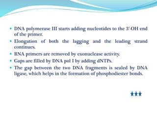 DNA polymerase III starts adding nucleotides to the 3′-OH end
of the primer.
 Elongation of both the lagging and the leading strand
continues.
 RNA primers are removed by exonuclease activity.
 Gaps are filled by DNA pol I by adding dNTPs.
 The gap between the two DNA fragments is sealed by DNA
ligase, which helps in the formation of phosphodiester bonds.
 