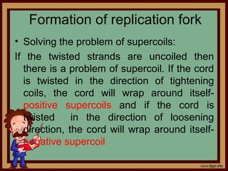 Formation of replication fork
• Solving the problem of supercoils:
If the twisted strands are uncoiled then
there is a problem of supercoil. If the cord
is twisted in the direction of tightening
coils, the cord will wrap around itself-
positive supercoils and if the cord is
twisted in the direction of loosening
direction, the cord will wrap around itself-
negative supercoil
 