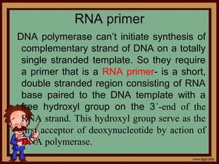 RNA primer
DNA polymerase can’t initiate synthesis of
complementary strand of DNA on a totally
single stranded template. So they require
a primer that is a RNA primer- is a short,
double stranded region consisting of RNA
base paired to the DNA template with a
free hydroxyl group on the 3´-end of the
RNA strand. This hydroxyl group serve as the
first acceptor of deoxynucleotide by action of
DNA polymerase.
 