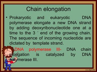 Chain elongation
• Prokaryotic and eukaryotic DNA
polymerase elongate a new DNA strand
by adding deoxyribonucleotide one at a
time to the 3 ´ end of the growing chain.
The sequence of incoming nucleotide are
dictated by template strand.
1. DNA polymerase III- DNA chain
elongation is catalyzed by DNA
polymerase III.
 