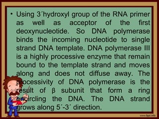 • Using 3´hydroxyl group of the RNA primer
as well as acceptor of the first
deoxynucleotide. So DNA polymerase
binds the incoming nucleotide to single
strand DNA template. DNA polymerase III
is a highly processive enzyme that remain
bound to the template strand and moves
along and does not diffuse away. The
processivity of DNA polymerase is the
result of β subunit that form a ring
encircling the DNA. The DNA strand
grows along 5´-3´ direction.
 