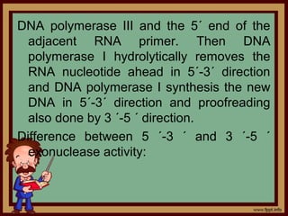 DNA polymerase III and the 5´ end of the
adjacent RNA primer. Then DNA
polymerase I hydrolytically removes the
RNA nucleotide ahead in 5´-3´ direction
and DNA polymerase I synthesis the new
DNA in 5´-3´ direction and proofreading
also done by 3 ´-5 ´ direction.
Difference between 5 ´-3 ´ and 3 ´-5 ´
exonuclease activity:
 