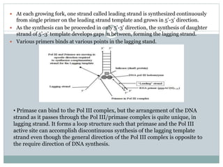 Replication of DNA in Prokaryotes.pptx