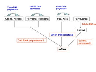 Parvo,circo
Cellular DNA pol
dsDNA
Adeno, herpes Pox, Asfa
mRNA
Cell RNA
polymerase II
Cell RNA polymerase II
Virion transcriptase
Virion DNA
polymerase
Virion DNA
polymerase
Polyoma, Paplioma
cellular DNA
polymerase
 