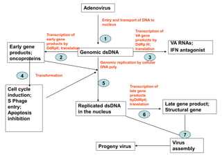 Adenovirus
Genomic dsDNA
Replicated dsDNA
in the nucleus
1
Early gene
products;
oncoproteins
Cell cycle
induction;
S Phage
entry;
Apoptosis
inhibition
Transcription of
early gene
products by
DdRpII; translation
Virus
assembly
Progeny virus
Late gene product;
Structural gene
Transcription of
late gene
products
byDdRpII;
translation
Genomic replication by cellular
DNA poly
Entry and transport of DNA to
nucleus
7
6
5
4
2
Transformation
VA RNAs;
IFN antagonist
Transcription of
VA gene
products by
DdRp III;
translation
3
 