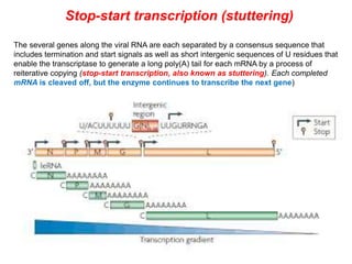 The several genes along the viral RNA are each separated by a consensus sequence that
includes termination and start signals as well as short intergenic sequences of U residues that
enable the transcriptase to generate a long poly(A) tail for each mRNA by a process of
reiterative copying (stop-start transcription, also known as stuttering). Each completed
mRNA is cleaved off, but the enzyme continues to transcribe the next gene)
Stop-start transcription (stuttering)
 