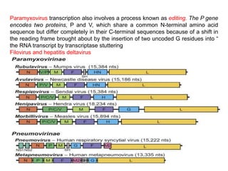 Paramyxovirus transcription also involves a process known as editing. The P gene
encodes two proteins, P and V, which share a common N-terminal amino acid
sequence but differ completely in their C-terminal sequences because of a shift in
the reading frame brought about by the insertion of two uncoded G residues into “
the RNA transcript by transcriptase stuttering
Filovirus and hepatitis deltavirus
 
