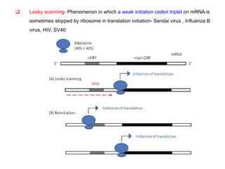  Leaky scanning- Phenomenon in which a weak initiation codon triplet on mRNA is
sometimes skipped by ribosome in translation initiation- Sendai virus , Influenza B
virus, HIV, SV40
 