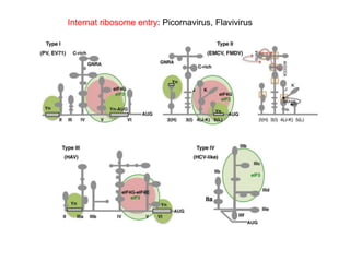 Internat ribosome entry: Picornavirus, Flavivirus
 