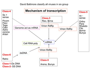 Class-4
Ss +
sense
Picorn
Flavi
Toga
Calci
Astro
corona
Arteri
Class-6
Retro
Class-3
Reo, Birna
mRNA
Class-5
Arena, Bunya
Class-5
ss -
sense
Ortho
Para
Rhabdo
Filo
Borna
Bunya
dsDNA
Virion RdRp
Virion RdRp
Genome act as mRNA
Virion RdRp
Cell RNA poly
Mechanism of transcription
David Baltimore classify all viruses in six group
Class-1-Ds DNA
Class-2- SS DNA
 