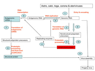 Astro, calci, toga, corona & ateriviruses
Genomic RNA
Nonstructural polyprotein
precurssor
nonstructural protein
1
2
3
Antigenomic RNA
Replicating enzymes
4
5
Entry & uncoating
Translation of
genomic RNA
Proteolytic
processing
Virus assembly
Progeny virus
RNA replication
Structural protein
Subgenomic
mRNA
Structural polyprotein precussors
Proteolytic
processing
and Post tranl
modification
7
8
10
9
6
11
Translation of
subgenomic
mRNA
RNA
transcription
 