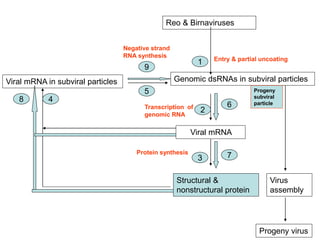 Reo & Birnaviruses
Genomic dsRNAs in subviral particles
Viral mRNA
Structural &
nonstructural protein
1
2
3
Viral mRNA in subviral particles
4
5
Entry & partial uncoating
Transcription of
genomic RNA
Protein synthesis
Virus
assembly
Progeny virus
Negative strand
RNA synthesis
8
7
6
Progeny
subviral
particle
9
 
