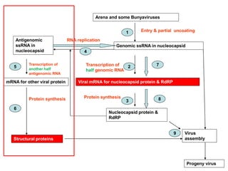 Arena and some Bunyaviruses
Genomic ssRNA in nucleocapsid
Viral mRNA for nucleocapsid protein & RdRP
Nucleocapsid protein &
RdRP
1
2
3
Antigenomic
ssRNA in
nucleocapsid 4
Entry & partial uncoating
Transcription of
half genomic RNA
Protein synthesis
Virus
assembly
Progeny virus
RNA replication
mRNA for other viral protein
Structural proteins
Transcription of
another half
antigenomic RNA
Protein synthesis
6
5
8
7
9
 