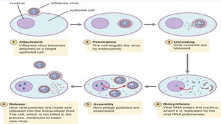 Replication of virus.pptx by Manoj mahato | PPTX